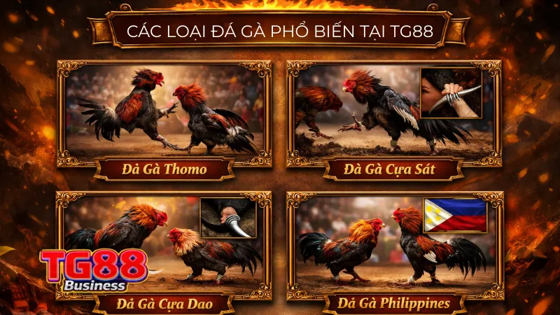 Các Loại Đá Gà Phổ Biến Tại TG88